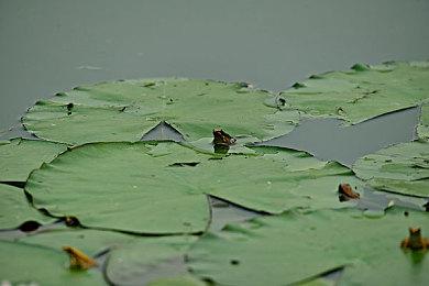 《刺客信条：Red》多位员工离职 因为不满创意总监